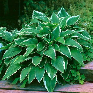 Funkia - Hosta Crispula
