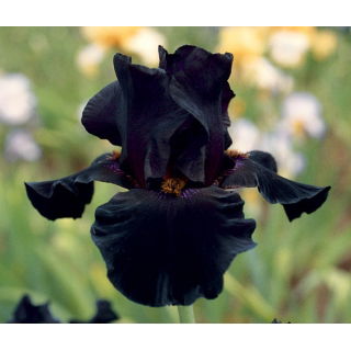 Kosaciec, Irys - Czarny - Black Night