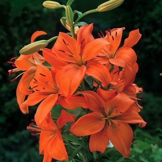 Lilia azjatycka pomarańczowa - Orange