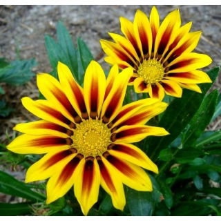 Gazania lśniąca