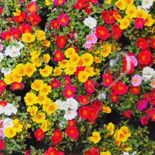 Portulaka