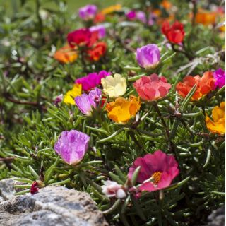 Portulaka