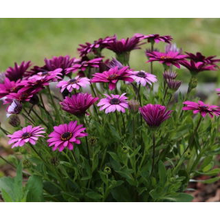 Osteospermum - mieszanka