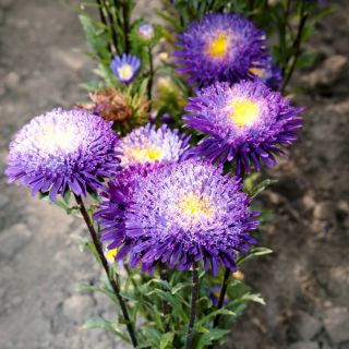 Aster książęcy - chiński, mieszanka
