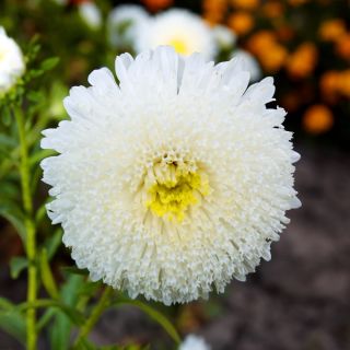 Aster książęcy - chiński, mieszanka