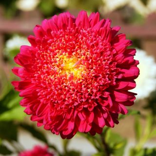 Aster książęcy - mieszanka