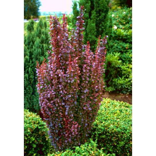 Berberys Thunberga - Helmond Pillar - sadzonka