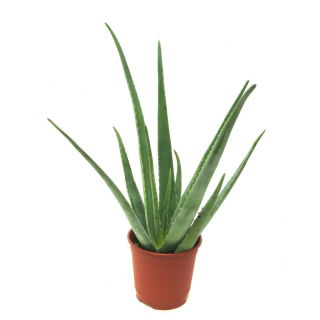 Aloes w doniczce - Aloe vera - sadzonka 35 cm