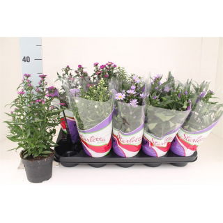 Astry, Marcinki w doniczce - mix kolorów - sadzonka 33 cm