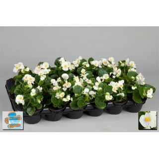 Begonia stale kwitnąca w doniczce - biała - sadzonka 10 cm
