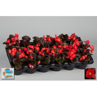 Begonia stale kwitnąca w doniczce - czerwona, ciemny liść - sadzonka 10 cm