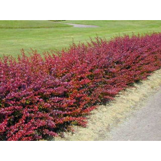 Berberys Thunberga - Atropurpurea Nana - sadzonka