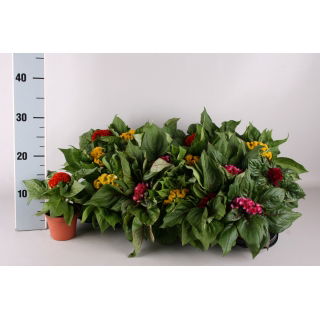 Celozja grzebieniasta w doniczce - sadzonka 15 cm