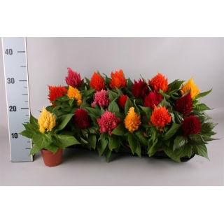 Celozja pierzasta w doniczce - sadzonka 17 cm