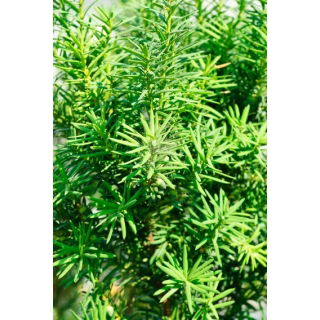 cis pospolity nasiona