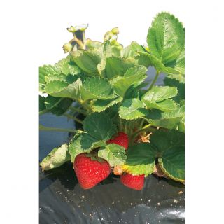 Folia perforowana pod truskawki - 1,4 m x 10 m