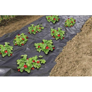 Folia perforowana pod truskawki - 1,4 m x 10 m
