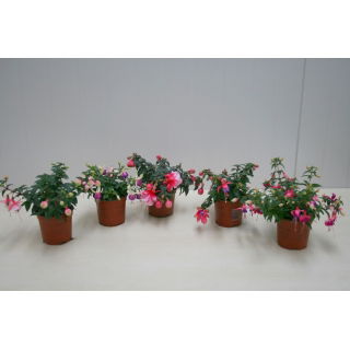 Fuksja w doniczce - sadzonka 20 cm