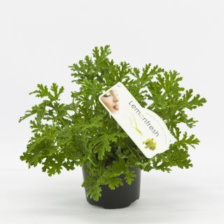 Geranium, anginka, pelargonia pachnąca - intensywnie cytrynowa - odstrasza komary - sadzonka 20 cm