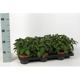 Heliotrop niebieski w doniczce - sadzonka 20 cm