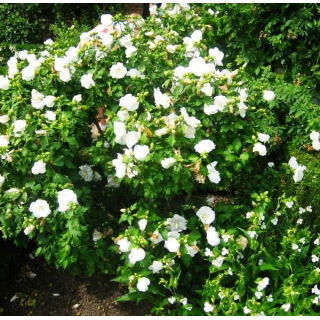 Hibiskus sadzonki