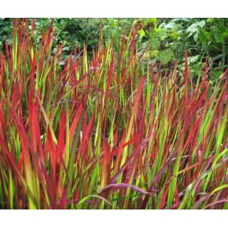 Imperata cylindryczna Red Baron - Imperata Cylindrica - trawy ozdobne - sadzonka