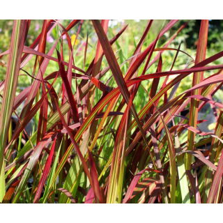 Imperata cylindryczna Red Baron - Imperata Cylindrica - trawy ozdobne - sadzonka