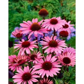 Jeżówka purpurowa - Echinacea - 1 szt.