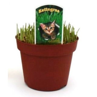 Kocia trawa w doniczce - sadzonka 15 cm