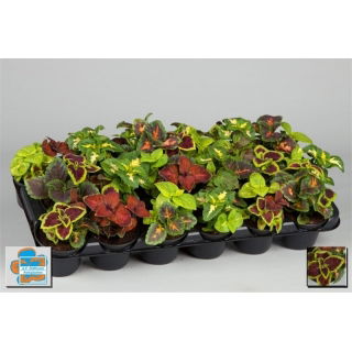 Koleus Blumego (Coleus) w doniczce - sadzonka 10 cm