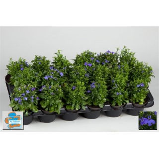 Lobelia w doniczce - sadzonka 10 cm