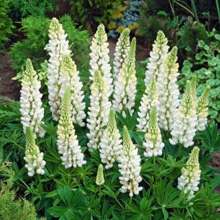 Łubin biały - White - 1 szt.