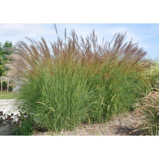 Miskant chiński Yaku Jima - Miscanthus sinensis - trawy ozdobne - sadzonka