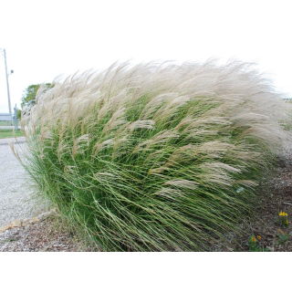 Miskant chiński Yaku Jima - Miscanthus sinensis - trawy ozdobne - sadzonka