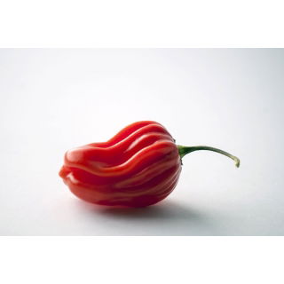 Papryka Habanero - piekielnie ostra