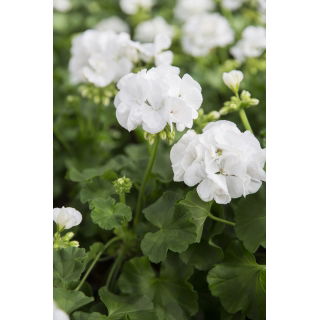 Pelargonia w doniczce - biała - sadzonka 25 cm