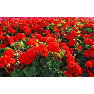 Pelargonia w doniczce - czerwona - sadzonka 25 cm