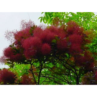 Perukowiec podolski - Rubrifolius - sadzonka