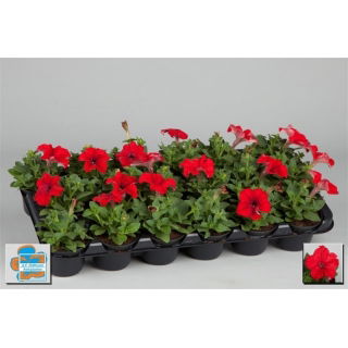 Petunia w doniczce - czerwona - sadzonka 15 cm
