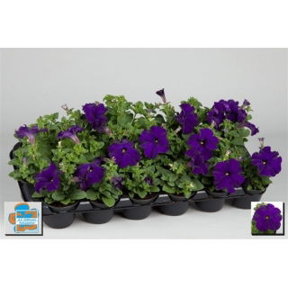 Petunia w doniczce - niebieska - sadzonka 15 cm