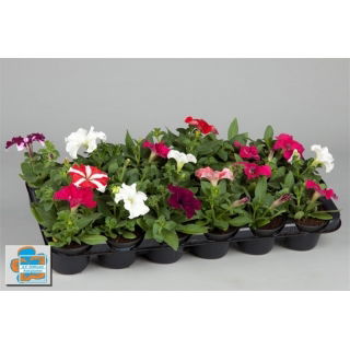 Petunia w doniczce - różowa - sadzonka 15 cm