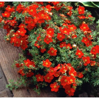 Pięciornik krzewiasty - Red Ace - sadzonka