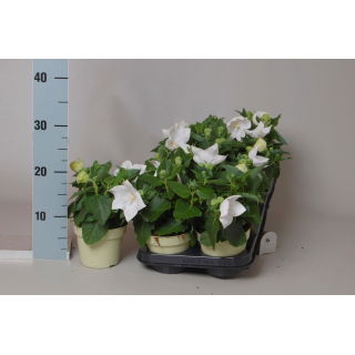 Rozwar wielkokwiatowy, platycodon w doniczce - biały - sadzonka 22 cm