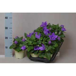 Rozwar wielkokwiatowy, platycodon w doniczce - niebieski - sadzonka 22 cm