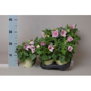 Rozwar wielkokwiatowy, platycodon w doniczce - różowy - sadzonka 22 cm