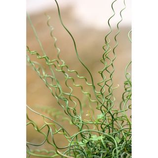 Sit spiralny Spiralis - Juncus effusus - trawy ozdobne - sadzonka