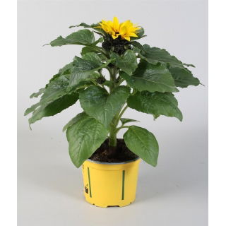 Słonecznik w doniczce - sadzonka 25 cm