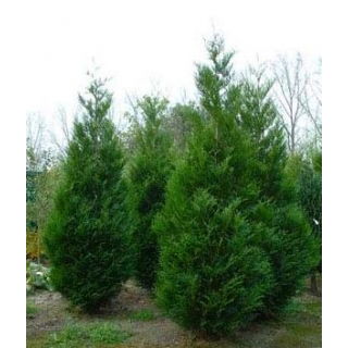 Thuja, Tuja, Żywotnik - Kórnik - sadzonka