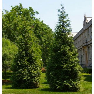 Thuja, Tuja, Żywotnik - Kórnik - sadzonka