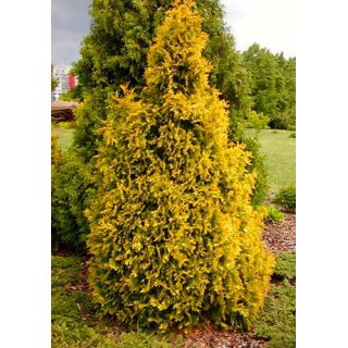 Thuja, Tuja, Żywotnik zachodni - Sunkist - sadzonka